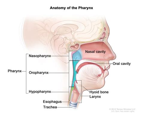 Oral Cavity, Oropharynx, Hypopharynx, & Larynx Cancer Prevention - NCI