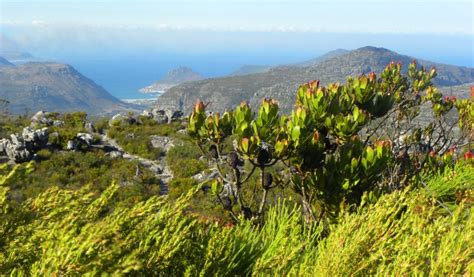 Hiking up the Twelve Apostles to Table Mountain, Cape Town