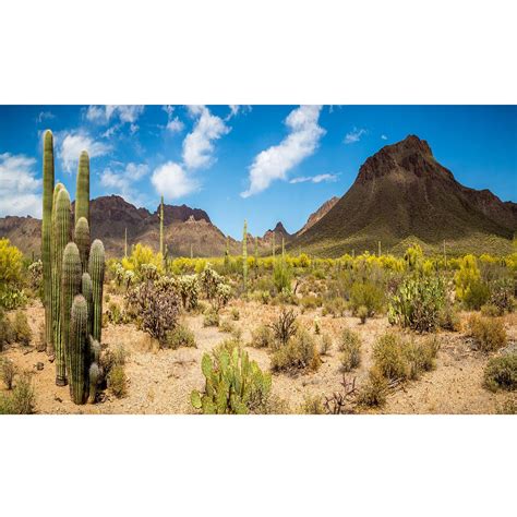 Snapklik.com : Reptile Habitat Background Saguaro Cacti Blue Sky Desert ...