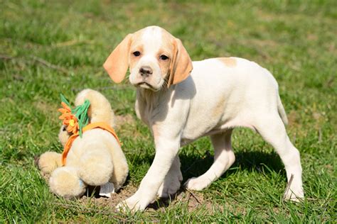 Pointer Puppies Breed information & Puppies for Sale