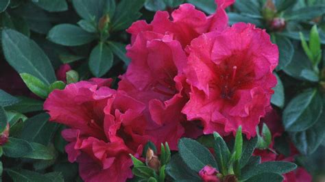 Dwarf Red Hardy Azalea