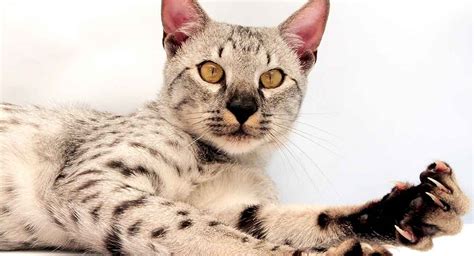 Savannah Cat Colors - The Amazing Shades of the Stunning Savannah