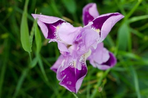 National Flower Of France: Mystery Behind The Fleur De Lis - Plantisima