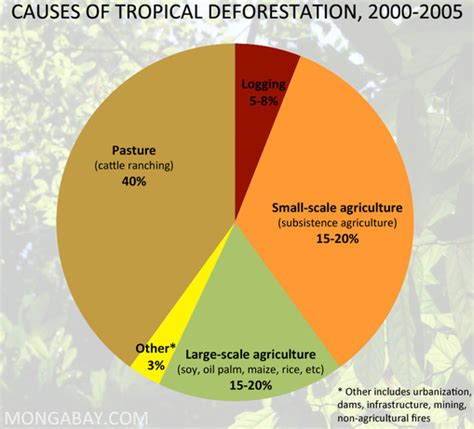 Causes of Deforestation? - Deforestation of Rainforests