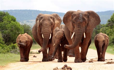 animals, Mammals, Elephant Wallpapers HD / Desktop and Mobile Backgrounds