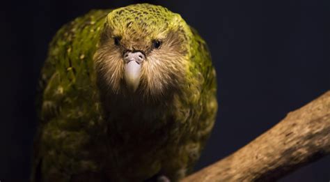 15 Facts About the Oddball Kakapo | Kakapo, Flightless parrot, Kakapo ...