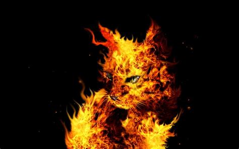 HD wallpaper: fox cover by fire digital wallpaper, Animal, Artistic, Cat, Flame | Wallpaper Flare