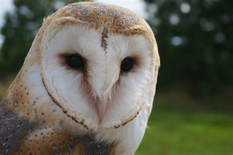 Owl Face | Owl at Carew Castle | adam.bushnell | Flickr