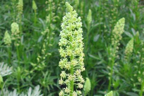 Reseda lutea - Alchetron, The Free Social Encyclopedia