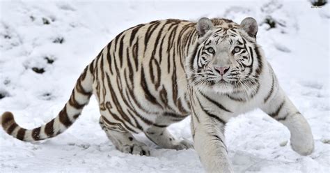 11 Animals That Are Endangered In South Korea