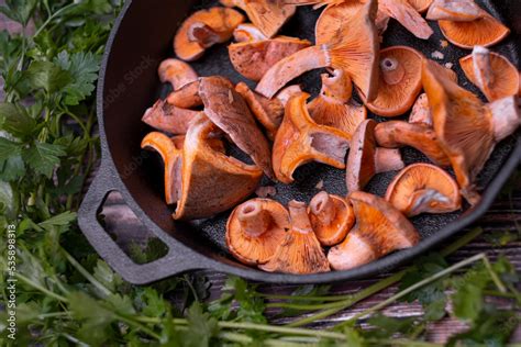 Lactarius deliciosus - the most sought-after edible mushrooms. Stock Photo | Adobe Stock