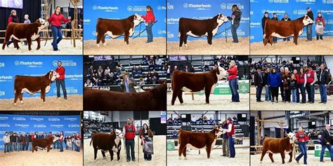 National Hereford Show