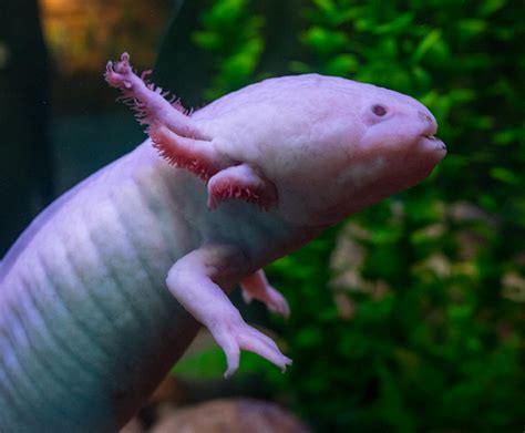 axolotl | San Diego Zoo Wildlife Explorers