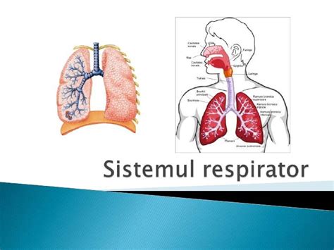 Sistemul respirator