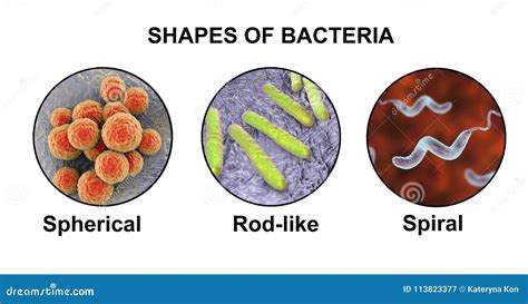 Shapes of Bacteria, Spherical, Rod-like and Spiral Bacteria Stock ...