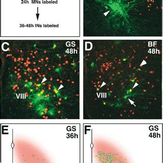 V0 Interneurons Synapse with Motor Neurons | Download Scientific Diagram