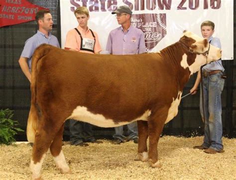 Texas Hereford State Show | Polled Heifers | The Pulse