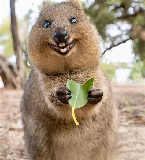 Quokkas are the happiest looking animals Ive seen #Music #IndieArtist # ...