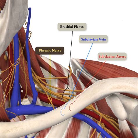 Supraclavicular Brachial Plexus Block Landmarks And Nerve Stimulator ...