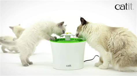 Catit Water Fountain Review: Top Rated for 2020 - Pet Spruce