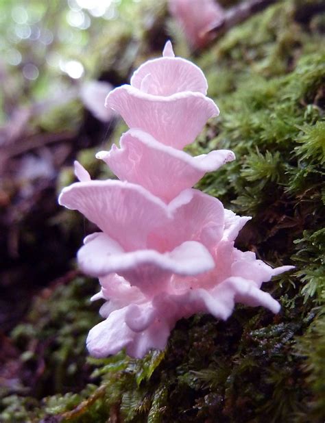 some pink flowers are growing out of the moss