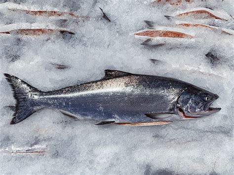 Wild King Salmon - When is it in Season and Available? — Monterey Bay Fisheries Trust