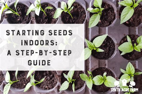 Starting Seeds Indoors: A Step-by-Step Guide - Tenth Acre Farm