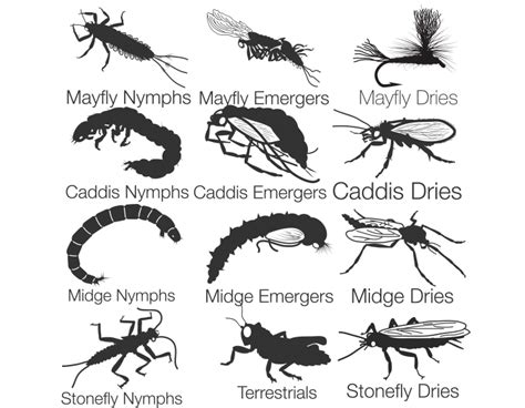 Fly Fishing Entomology - flies-by-stage-diagram-1 | Fly fishing basics, Fly fishing for ...