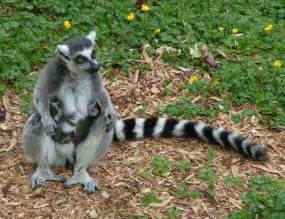 File:Ring tailed lemur and twins.jpg - Wikipedia