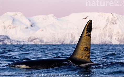 Stock photo of Orca (Orcinus orca) male, swimming at sea surface, with sunlight…. Available for ...