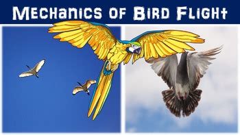 Mechanics of Bird Flight Lesson with Power Point, Worksheet, and ...