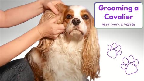 Basic Dog Grooming and How to Cut a Dog’s Hair ~ Cavalier King Charles ...