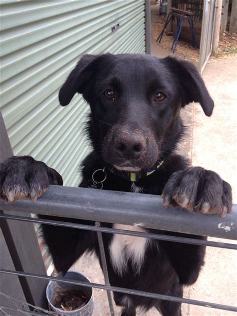 Meekah, my cute 10 month old borador puppy (border collie X labrador) | Border collie lab mix ...