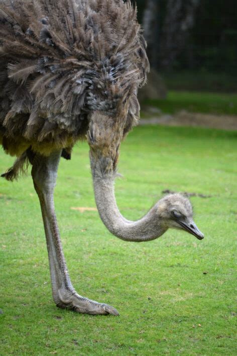 Ostrich Bird Royalty Free Photo