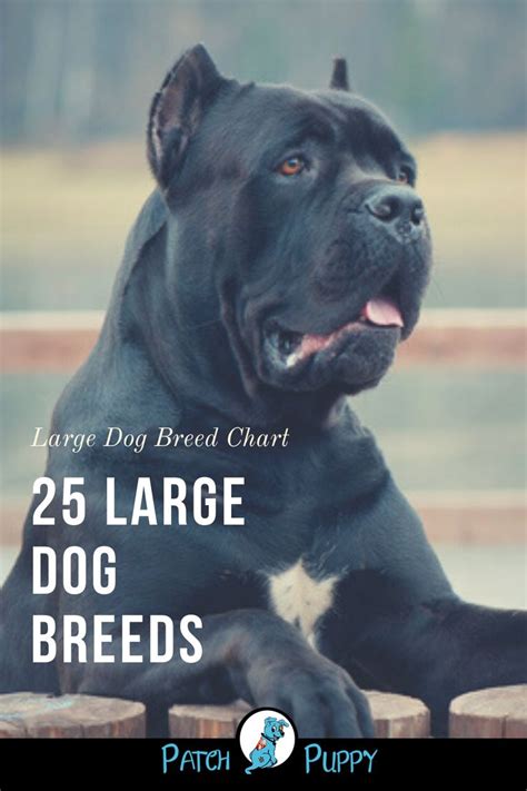 Large Dog Breeds Pictures and Names Chart - PatchPuppy.com | Large dog ...