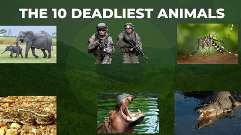 10 DEADLIEST ANIMALS