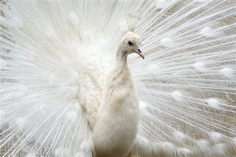 HD wallpaper: white peacock, peacock, bird, animal, feather, nature ...