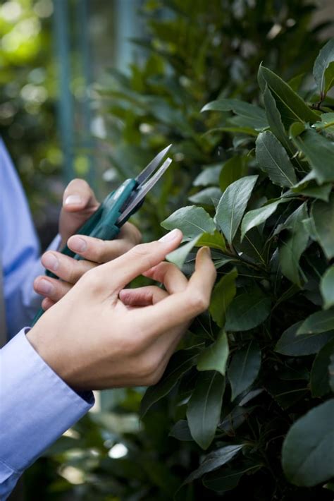 How To Grow Laurus Nobilis 'Bay Tree' | Horticulture.co.uk