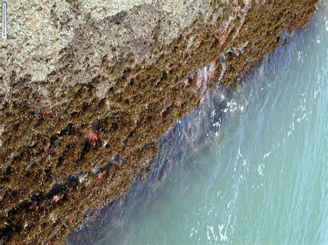 Alga Parda | Cifonauta: Banco de Imagens de Biologia Marinha | CEBIMar USP