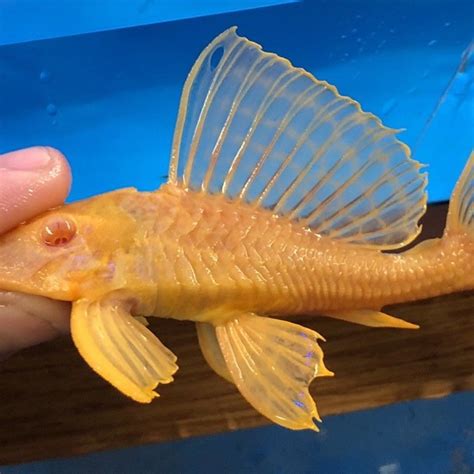 Other Albinos more yellow? : r/pleco