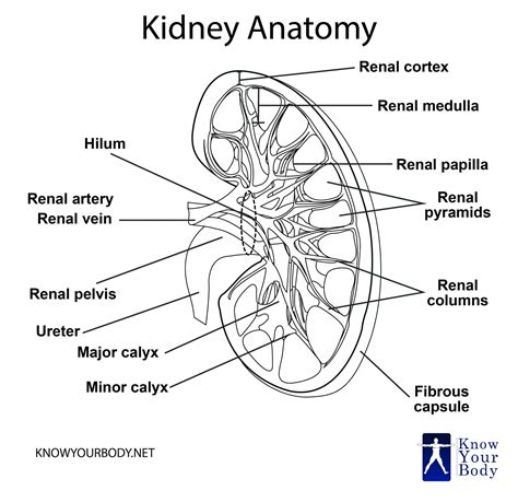 Kidney - Location, Function, Anatomy, Diagram and FAQs