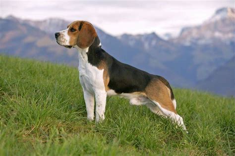 Top 10 benefits of having a Beagle by dogmal.com