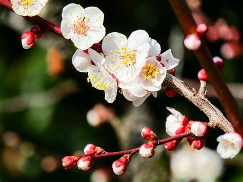 Plum Blossoms and Perseverance — Hearing Health Foundation