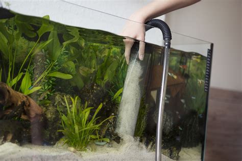 How to Clean Aquarium Sand