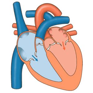 Cardiology - Wikipedia