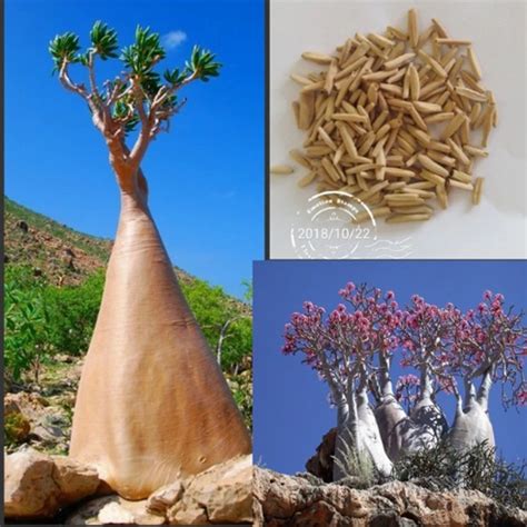 US$ 0.72 - Adenium socotranum seeds - www.deargogo.com