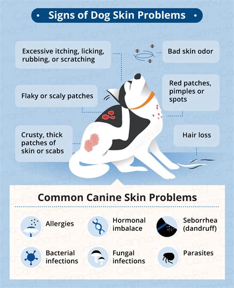 Dog Skin Conditions and Natural Treatments | Canna-Pet®