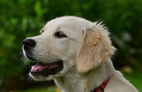 Todas las claves para saber llevar el carácter de un Golden Retriever ...