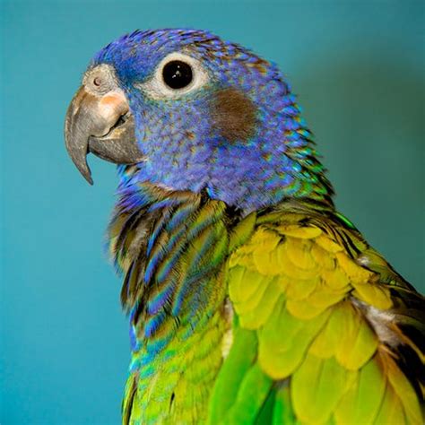 10 Best Pet Birds — Best Birds for Family Pets