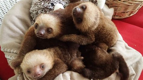 6 adorable baby sloths find new home at Indiana zoo